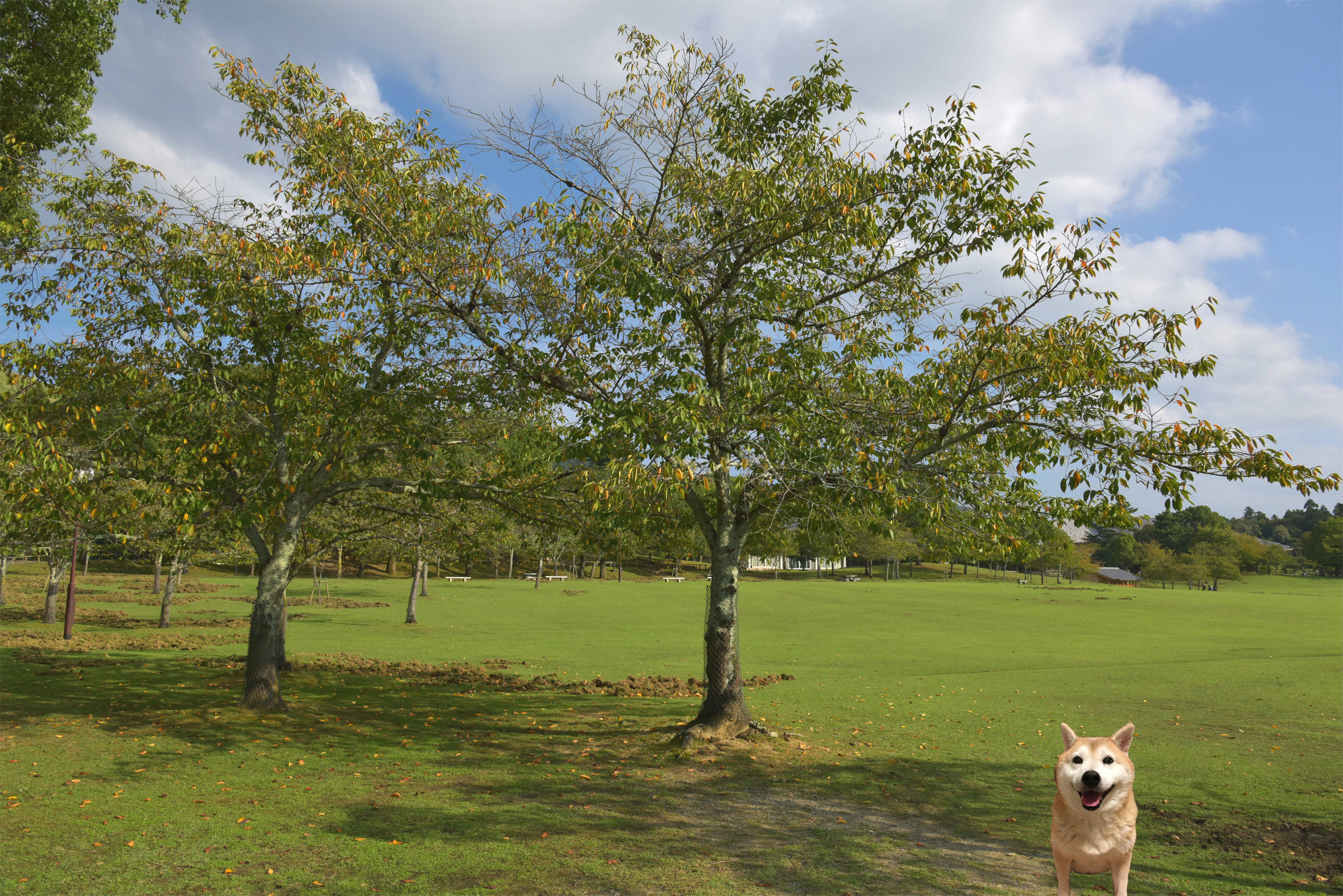 ようこそ NUFA DOG FOOD へ